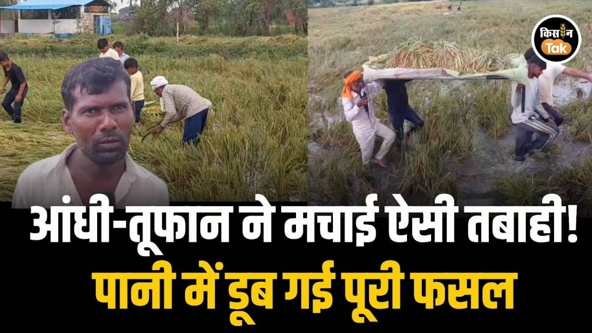 धान की फसल चौपट
