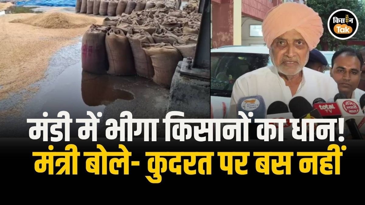 करनाल के मंडी में बारिश से भीगा धान