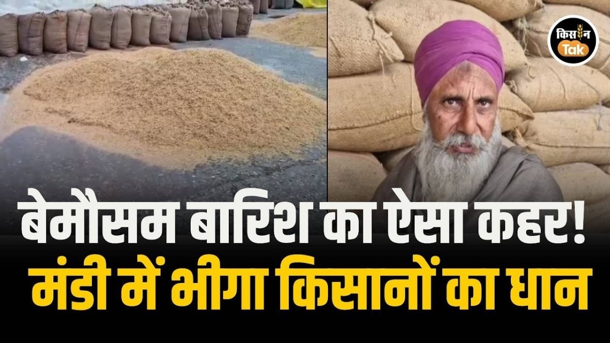 मंडी में भीगी धान की बोरियां