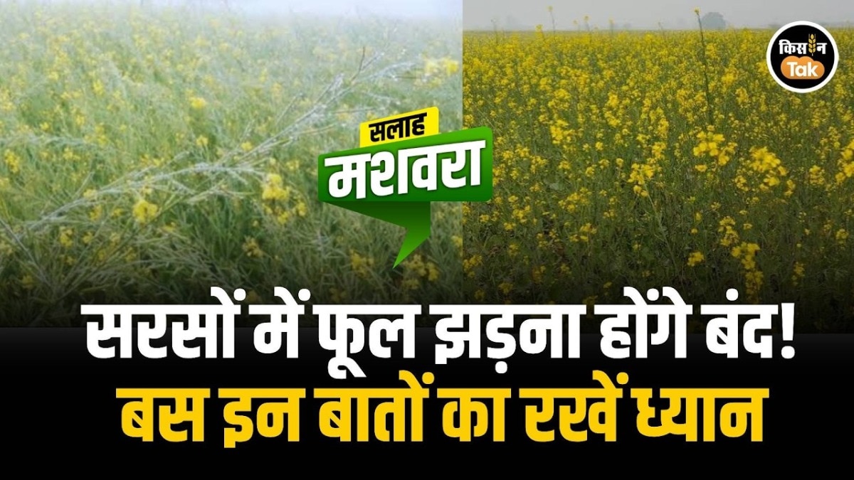 Mustard Crop