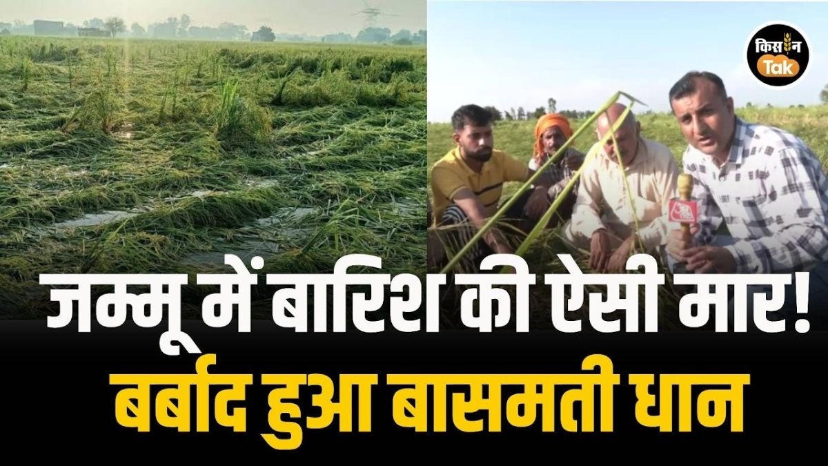 बासमती धान की फसल