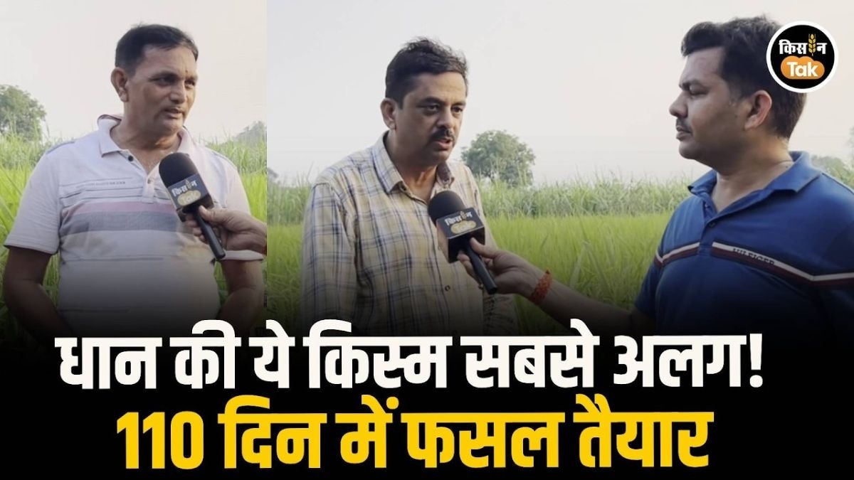 धान की खेती