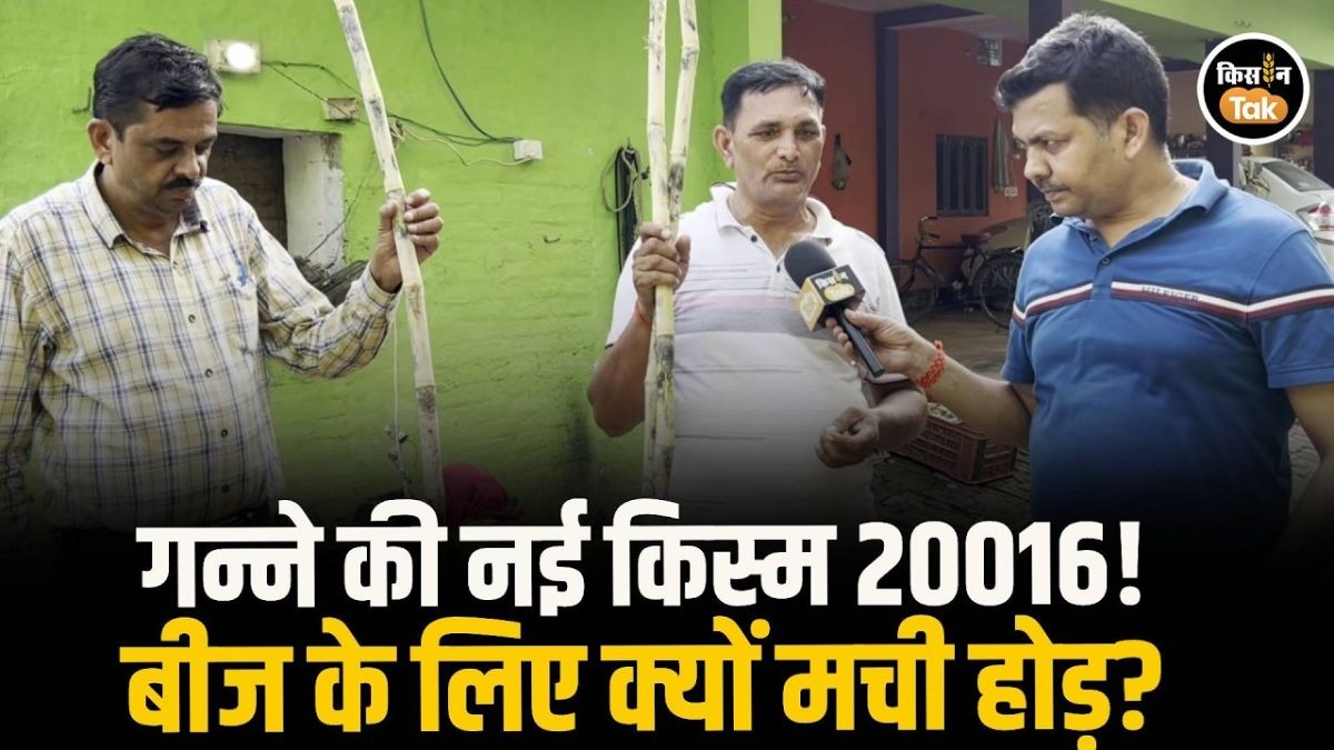 गन्ने की खेती