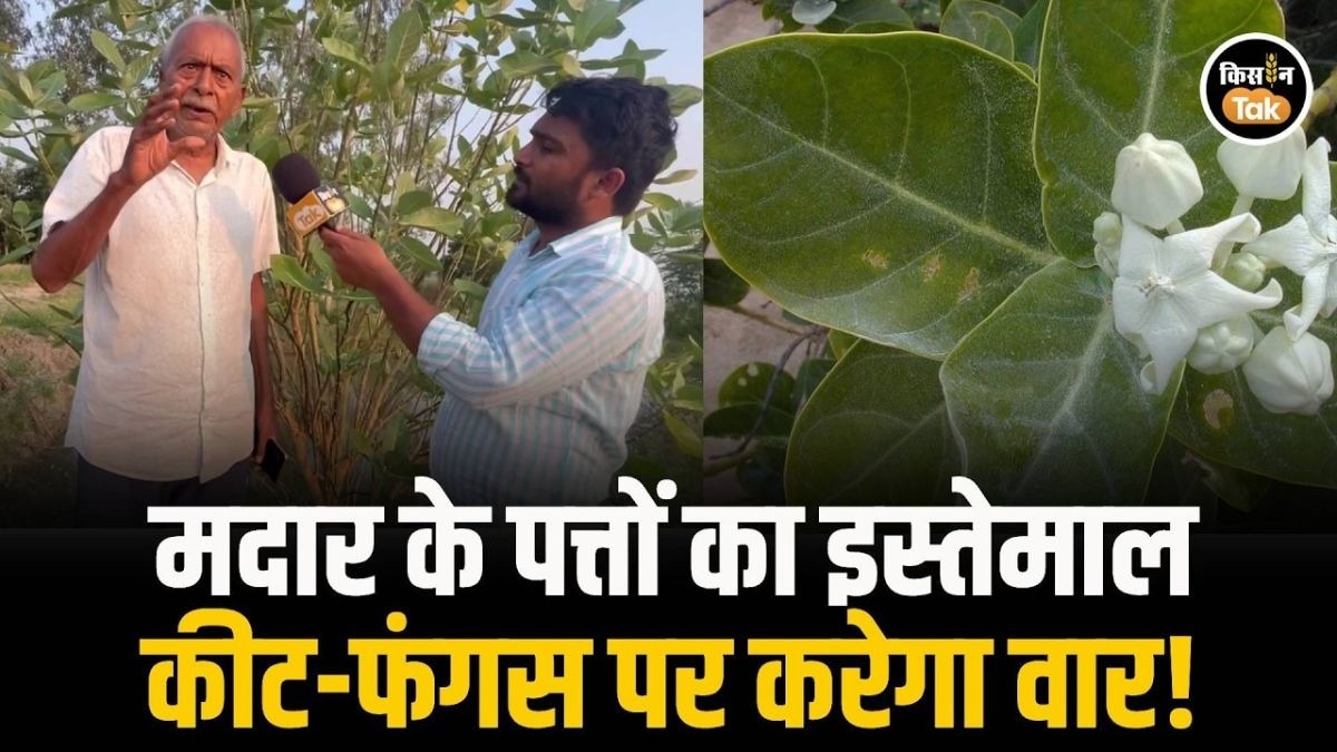मदार के पत्तों से बनाएं प्राकृतिक कीटनाशक