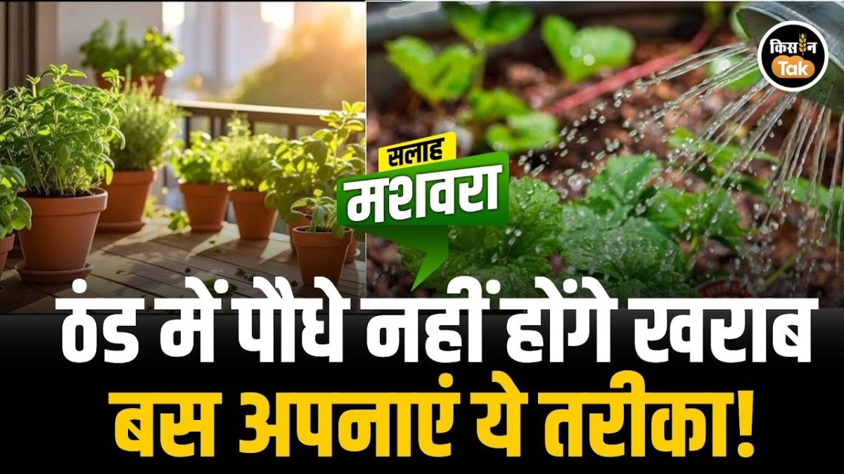 Protect Vegetable Nursery Winter