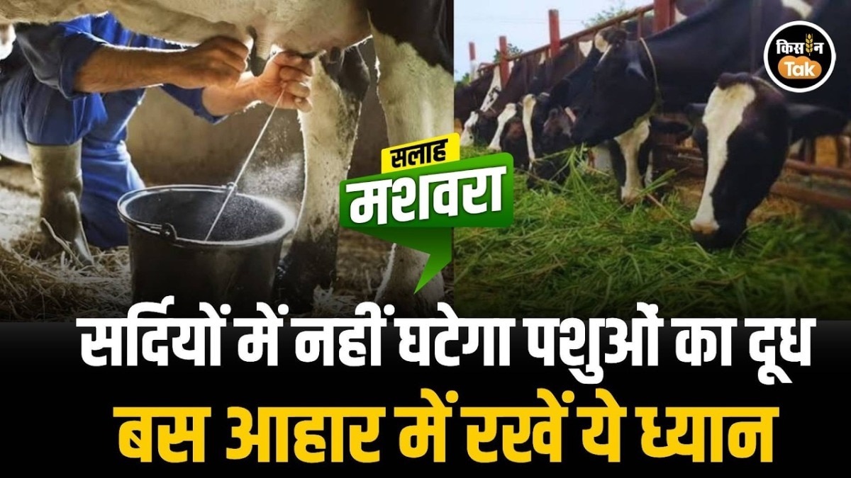 सर्दियों में कम नहीं होगा गाय-भैंस का दूध, ठंड के मौसम में पशुओं को दें यह संतुलित आहार
