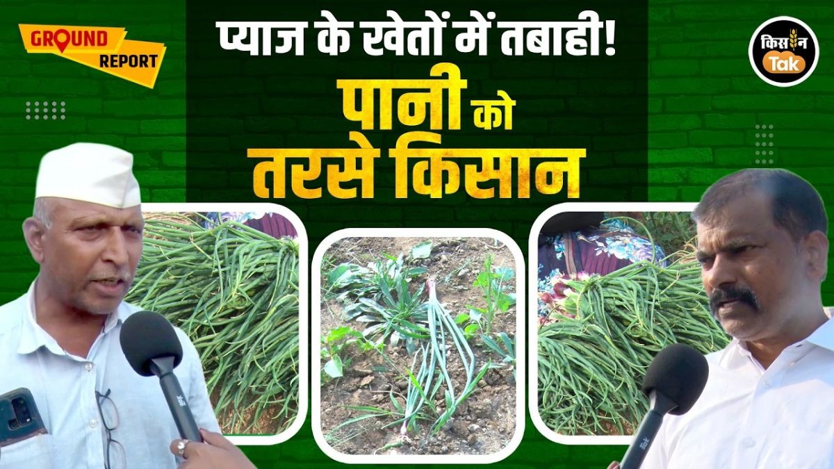प्याज की खेती