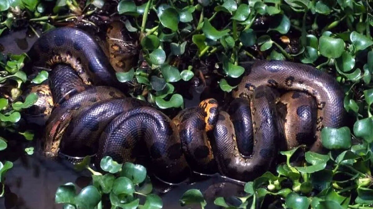 green anaconda snake