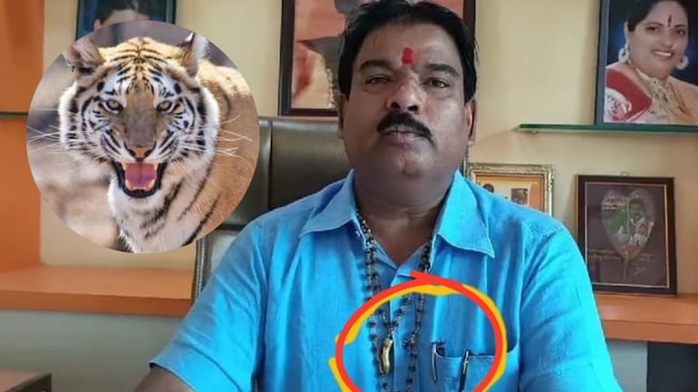Sanjay Gaikwad : शिंदेंच्या आमदारावर गुन्हा दाखल, नेमकं प्रकरण काय? sanjay gaikwad hunted tiger and tiger tooth use like neck locket buldhana forest department action mode buldhana news