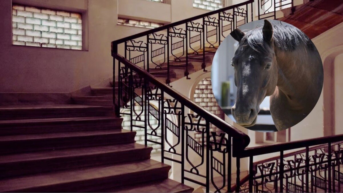 viral news poland man tries to hide stolen huge horse in third floor apartment society resident shocking story 