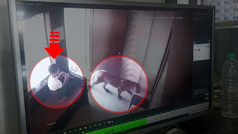 Leopard: बिबट्याला खोलीत कोंडणारा.. शूर चिमुकला, अंगावर काटा आणणारी घटना CCTV मध्ये कैद बिबट्यापासून कसा काढला चिमुकल्याने पळ?