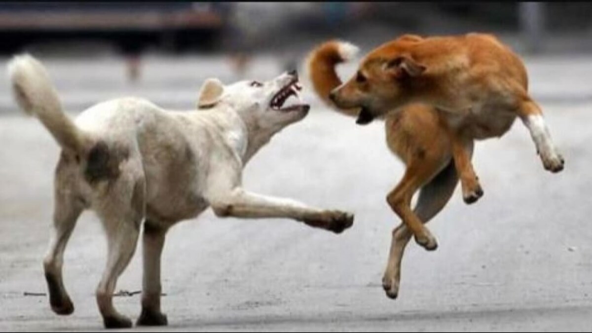 Nagpur: एकुलता एक मुलगा गमावला.. भटक्या कुत्र्यांनी घेतला जीव भटक्या कुत्र्यांनी घेतला तीन वर्षाच्या मुलाचा जीव