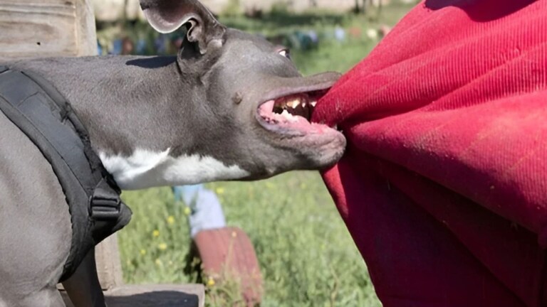 उघड्यावर लघवीला गेला अन् Pit Bull Dog ने वकिलाच्या प्रायव्हेट पार्टवर... Mumbai Tak