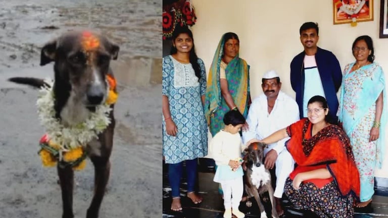 पंढरीच्या वारीत घडला चमत्कार! दिंडीत चुकला पण... 250 किमी प्रवास करत घरी पोहचला श्वान! Mumbai Tak