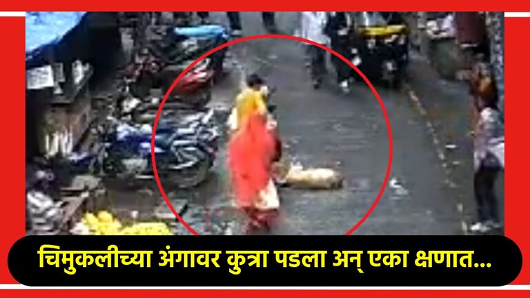 VIDEO: पाचव्या मजल्यावरून कुत्रा खाली पडला अन् चिमुकलीचा जीवच गेला! VIDEO: पाचव्या मजल्यावरून कुत्रा खाली पडला अन् चिमुकलीचा जीवच गेला!