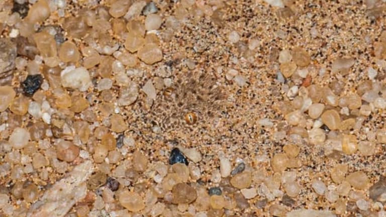 Optical Illusion : भल्या भल्यांना नाही जमलं! 10 सेकंदात शोधून दाखवा फोटोत लपलेला साप Optical Illusion Test