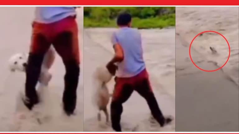 Viral Video: जीव वाचवण्यासाठी कुत्र्याने पायाला घट्ट धरलं, पण तरुणाने गाठला क्रुरतेचा कळस! Man Throws Dog Into Flood Water Video