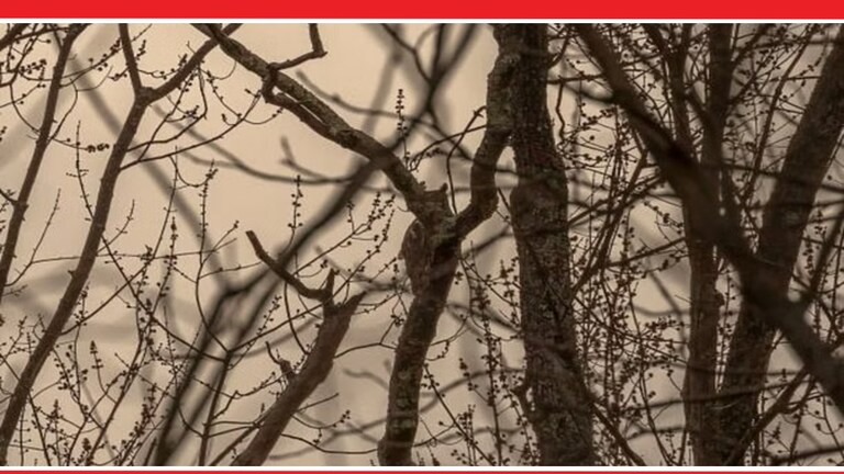Optical Illusion : मास्टरमाईंड झाले फेल! कुणालाच दिसला नाही फोटोत लपलेला घुबड, 5 सेकंदात शोधून दाखवा Optical Illusion Latest Photo