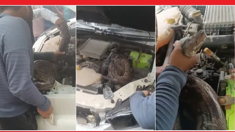 बापरे! कारमध्ये घुसला 7 फुटांचा अजगर; चालकाने बोनेट उघडताच...थरारक Video पाहा 7 Foot Python Video