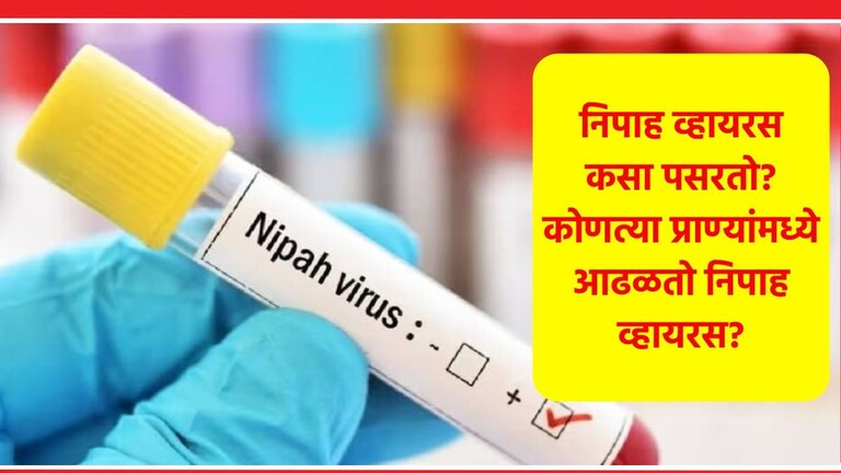 निपाह व्हायरसमुळे एकाचा मृत्यू! Nipah Virus किती धोकादायक? लक्षण आणि उपाय काय? Nipah Virus in Kerala