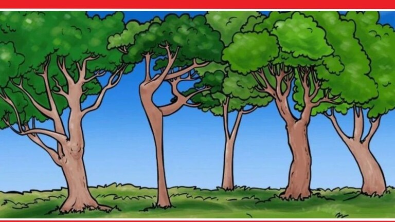 Tree Optical Illusion : फोटोत झाडे दिसतात? एक स्त्री सुद्धा लपलीय, क्लिक करून पाहा Tree Optical Illusion Photo