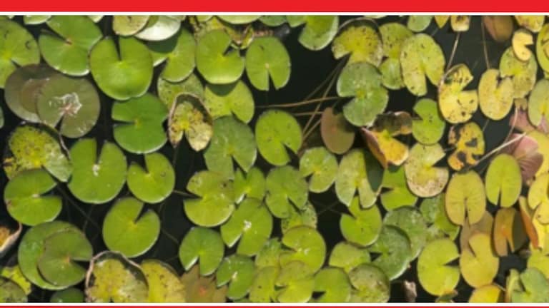 Optical Illusion : डराव डराव! फोटोत दिसला का बेडूक? 99 टक्के लोकांना दिसला नाही Optical Illusion Viral Photo