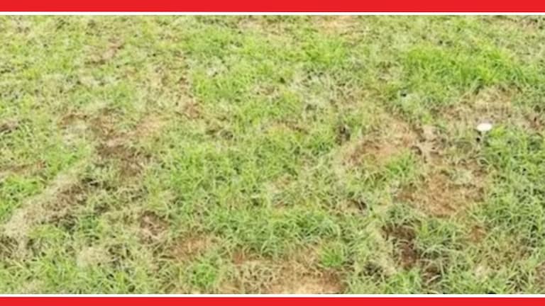 Snake Optical Illusion : गवतात लपलाय खतरनाक साप! गरुडासारखी नजर असेल तर शोधून दाखवा Optical illusion Latest Photo