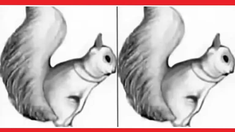 Optical Illusion : फोटोत खार दिसतेय? पण ती खार नाही, क्लिक करून पाहा Optical Illusion Viral Photos