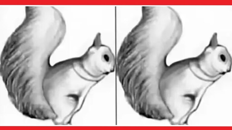 Optical Illusion : फोटोत खार दिसतेय? पण ती खार नाही, क्लिक करून पाहा Optical Illusion Viral Photos