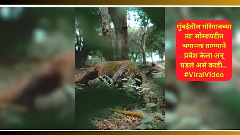 Viral Video: भर पावसात मुंबईच्या 'या' सोसायटीत घुसला सर्वात खतरनाक प्राणी! लोकांची बोबडी वळली Monitor lizard Enters In Mumbai Goregaon Society