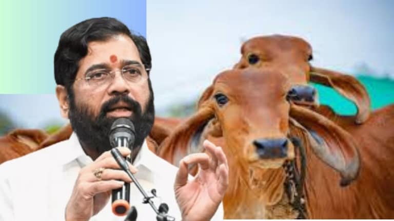 Cabinet Meeting : गायींना मिळणार महिन्याला दीड हजार, शिंदे सरकारची नवीन योजना नेमकी काय? गायींना मिळणार महिन्याला दीड हजार