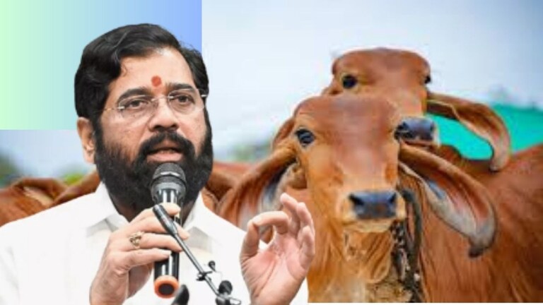 Cabinet Meeting  : गायींना मिळणार महिन्याला दीड हजार, शिंदे सरकारची नवीन योजना नेमकी काय?  गायींना मिळणार महिन्याला दीड हजार