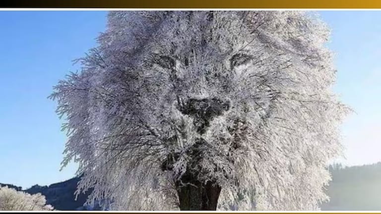 Optical illusion Test : बर्फाळलेलं झाड की सिंह? गोंधळच उडालाय ना! क्लिक केल्यावर खरं उत्तर मिळेल Optical Illusion Latest Photo