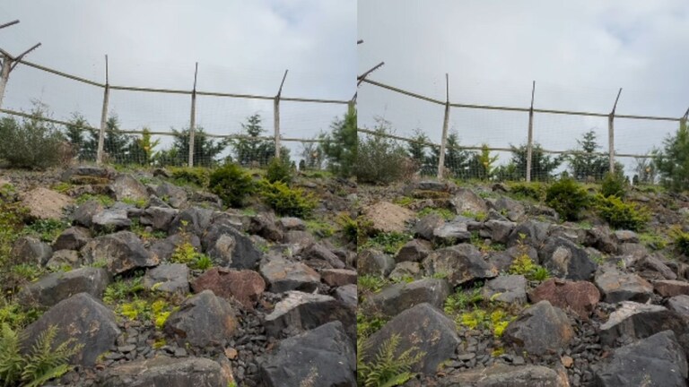 Optical Illusion: 'चिते की चाल बाज की नजर'; Video मध्ये लपलाय खरा बिबट्या! 10 सेकंदात शोधाल तर... Mumbai Tak