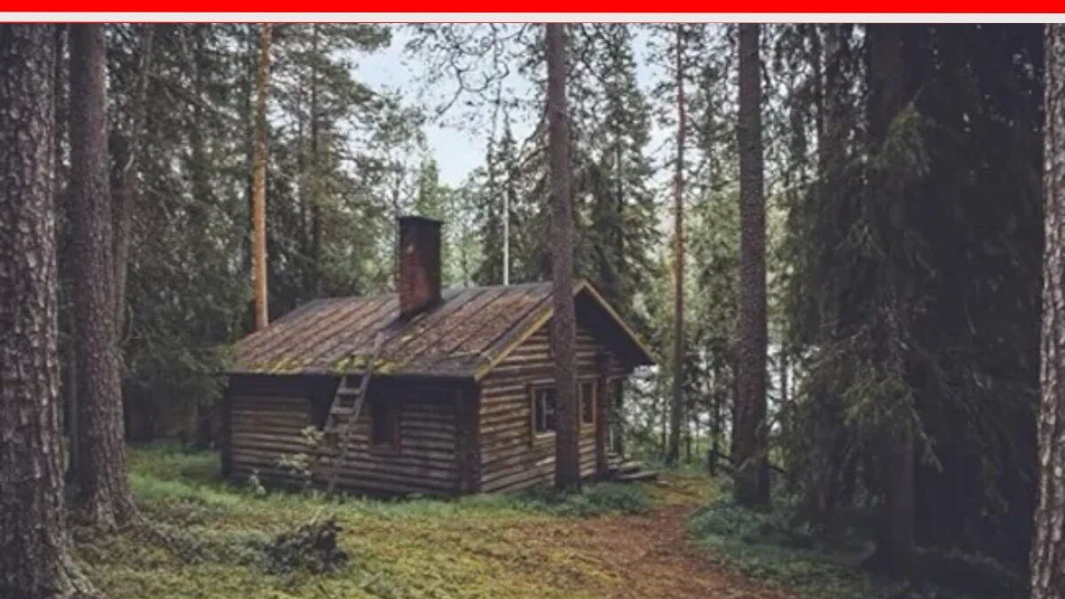 Bear hides In The Forest