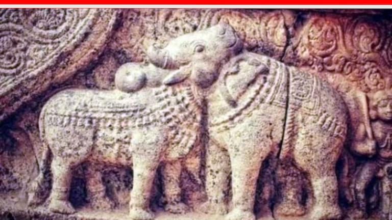 Optical illusion Test: फोटोत दिसणारा प्राणी कोणता? बैल की हत्ती? एका क्लिकवर खरं उत्तर मिळेल Ox And Elephant Optical Illusion Photo