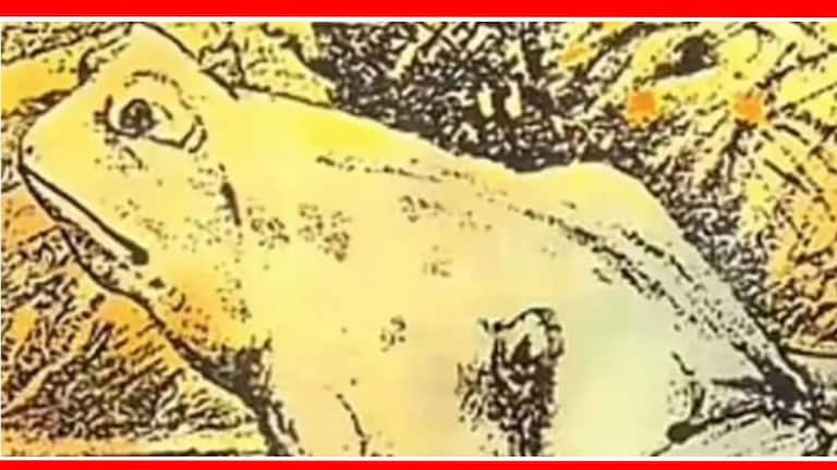 Optical Illusion : फोटोत बेडूक दिसतोय? पण तो बेडूक नाही, क्लिक करून नीट बघा Frog Optical illusion IQ Test