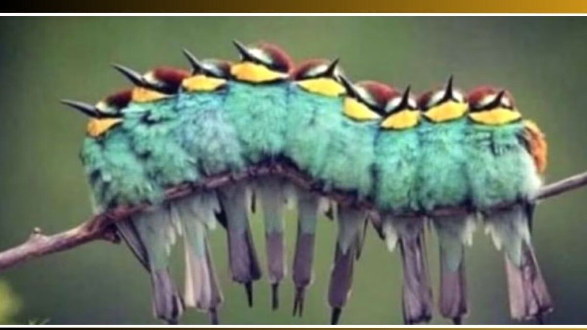 Optical illusion Bird IQ Test