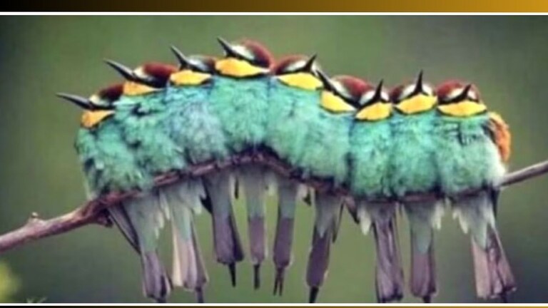 Optical Illusion: झाडावर दिसतात सुंदर पक्षी! पण बसलेत किती? 5 सेकंदात सांगा अचूक उत्तर Optical illusion Bird IQ Test