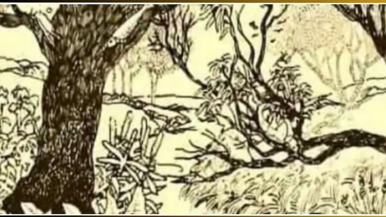 Optical Illusion Test : बाईईई...हा काय प्रकार! जंगलात हरवलेल्या बाईला 10 सेकंदात शोधून दाखवा Optical Illusion Women Photo Viral