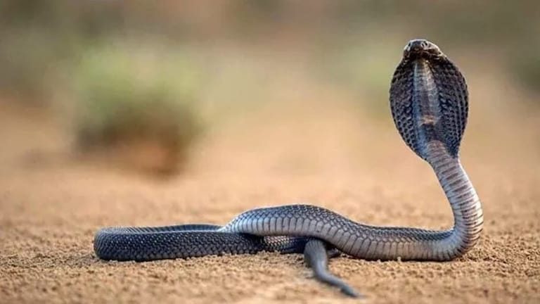 Viral: संध्याकाळ होताच नागीण उगवते सूड! 5 जणांना डसली अन् गावात... सूड उगवणारी नागीण