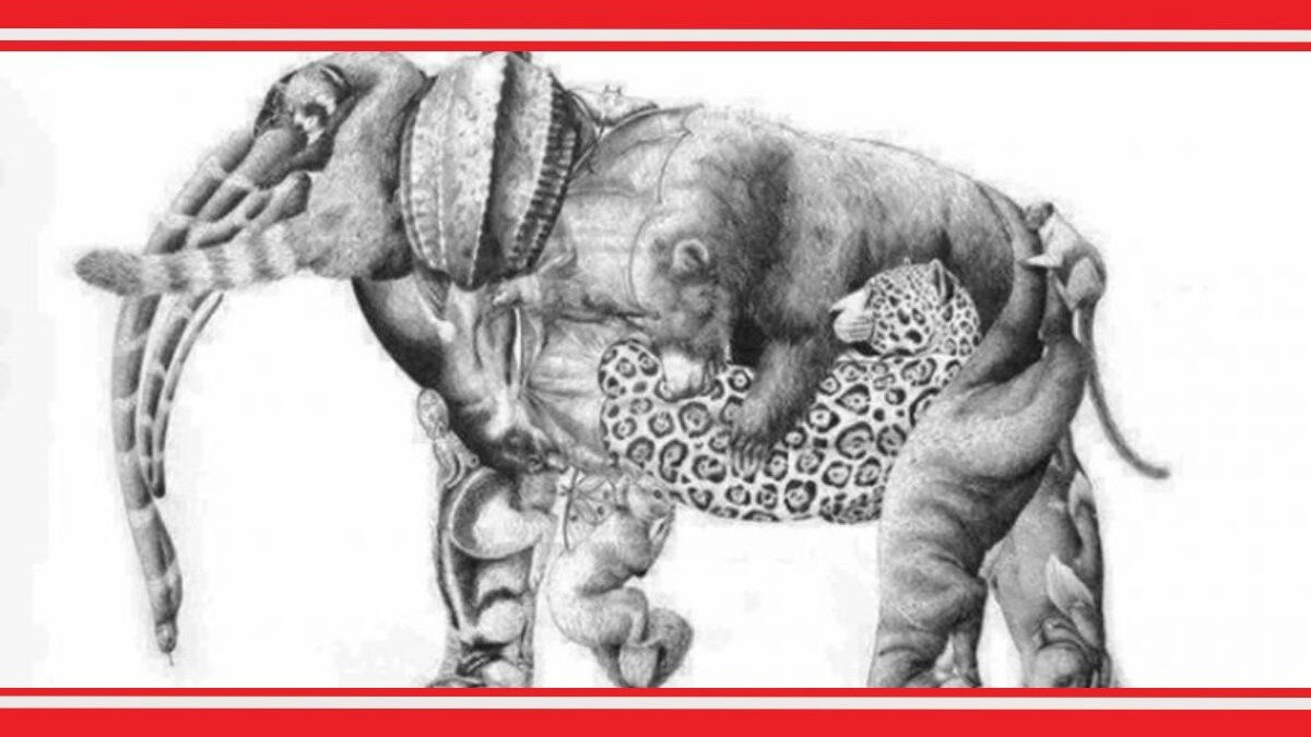 Animals Optical Illusion Photo