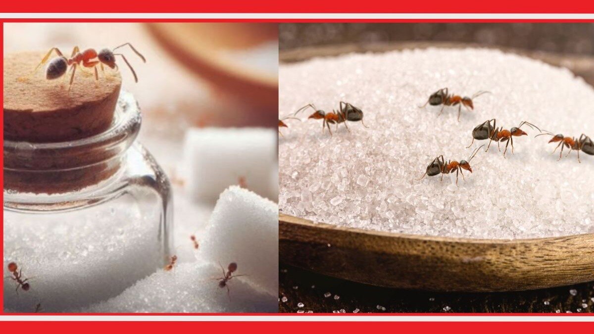 How To Keep Ants Away From Sugar, ants remedy