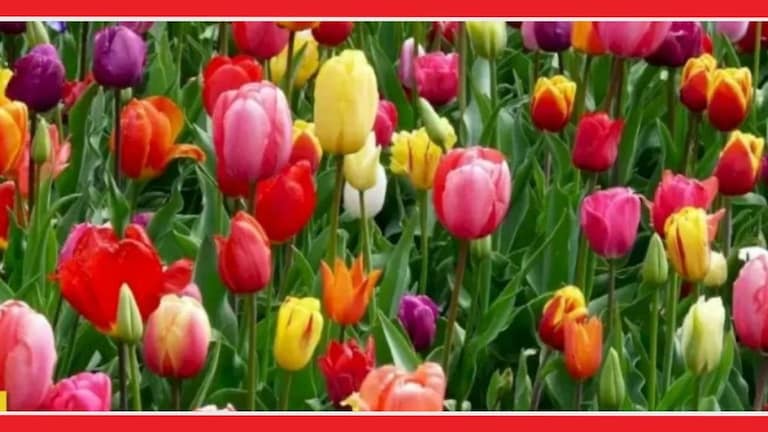 Optical Illusion: बागेत लपलाय 'फुल'पाखरू! किती जणांना दिसला? क्लिक करून सांगा पाहू , Optical Illusion Butterfly  Photo