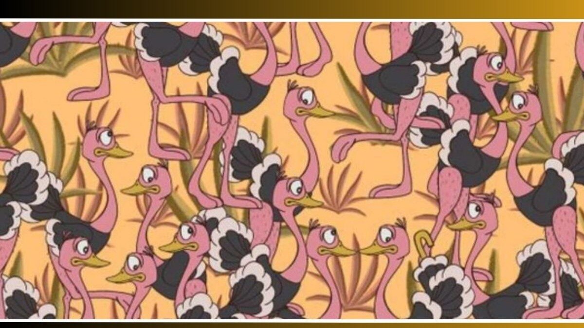  find hidden umbrella among ostriches, 