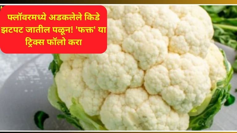 Kitchen Tips:  फ्लॉवरमध्ये किडे अडकलेत? 'या' तीन ट्रिक्समुळे सर्व किड्यांचा होईल नायनाट how to remove worm form cabbage