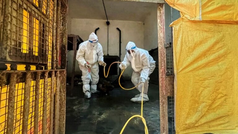 Nagpur : चिकन खाल्ल्यामुळे एक वाघ आणि 3 बिबट्यांचा मृत्यू? बर्ड फ्लूची शंका, नागपूरमध्ये नेमकं काय घडलं? Mumbai Tak