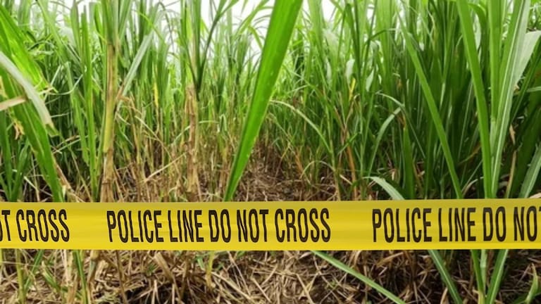 Satara Crime News : शेतात आढळला धड नसलेला मृतदेह, साताऱ्यात खळबळ, काळ्या जादूचं प्रकरण? Mumbai Tak