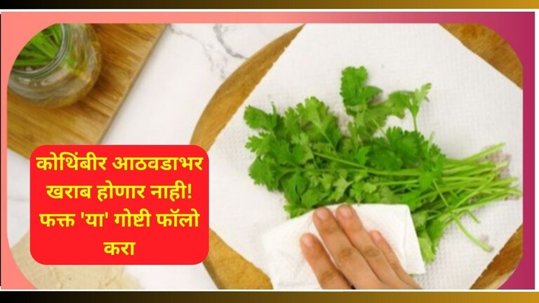 Kitchen Tips: आठवडाभर कोथिंबीर राहील फ्रेश! फ्रिजमध्ये ठेवण्याआधी 'या' 3 गोष्टी अजिबात विसरू नका How To Keep Coriander Fresh