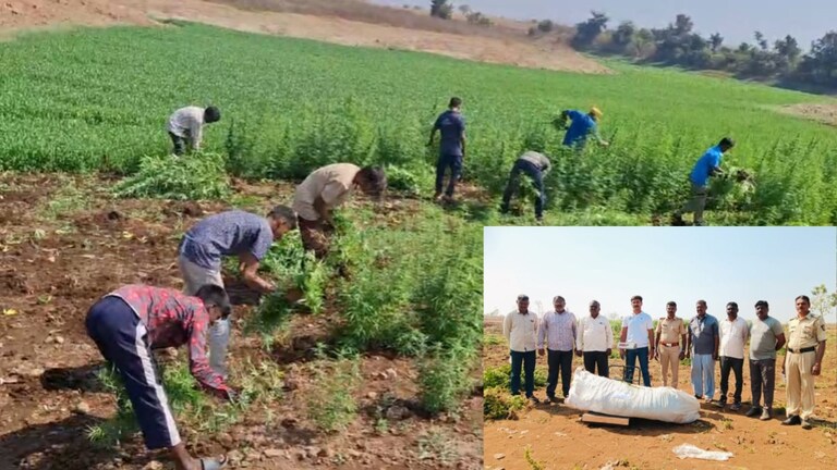 Dhule Ganja News : बाहेरून ज्वारी, आतमध्ये गांजा.... पोलिसांनी छापा टाकला, 76 लाखांचा गांजा जप्त Mumbai Tak
